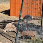 Cambria_2015_0136 (November 07, 2015)